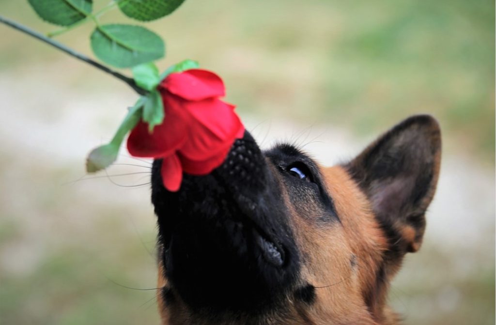 Целосна забрана: Чувањето на кучиња на синџир ќе се казнува во Словенија!