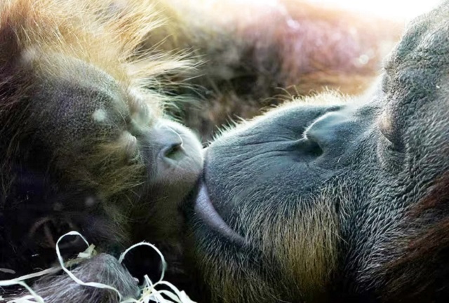 Првот бакнеж се случил пред 20 милиони години меѓу раните примати