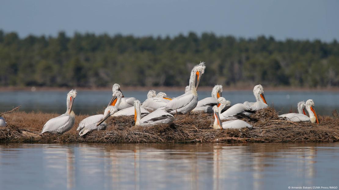 Спасување на Преспа со прекуграничен активизам