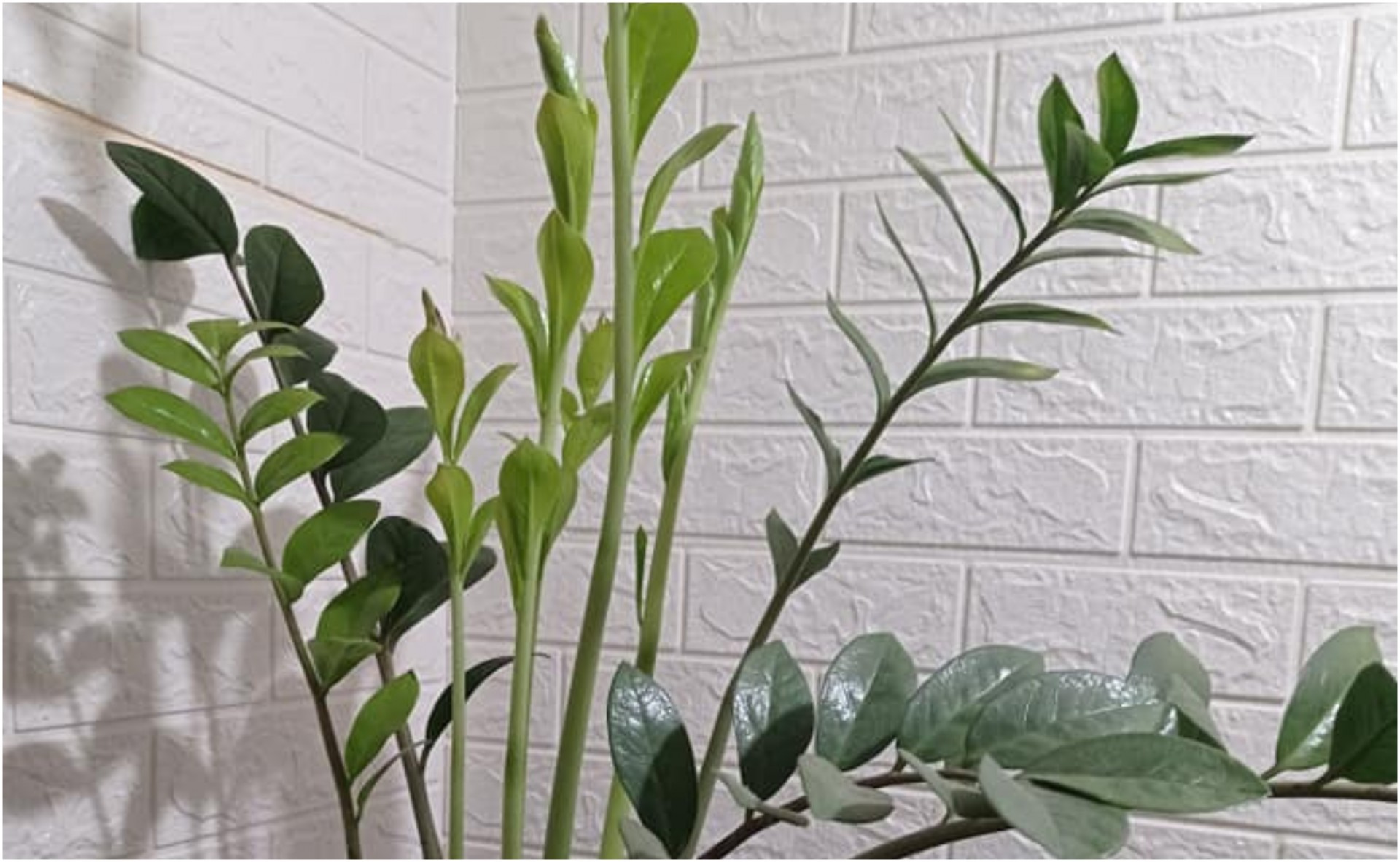 Еден совет и 4 начини да ја одржите замијата среќна цела зима: Ставете ја во овој дел од куќата и ќе имате пари како никогаш досега