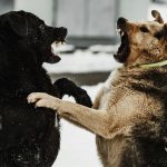 ВО БИТОЛСКО ЦРНЕЕЦ „ЦРНИ“ БОРБИ НА КУЧИЊА