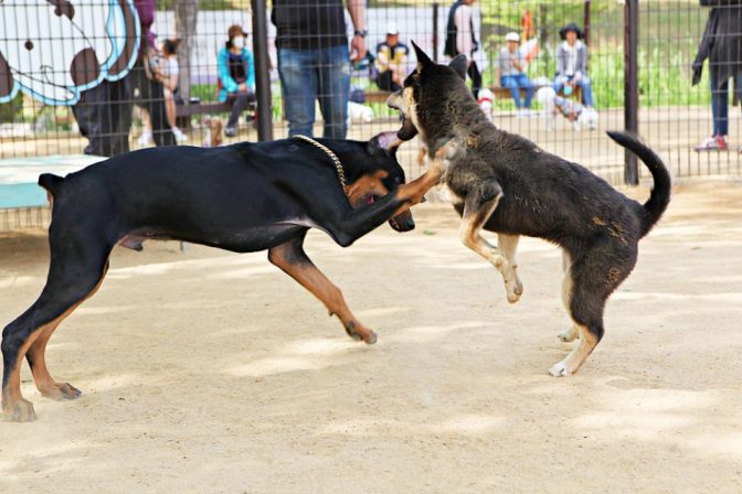Обвинителството во Битола поднесе обвинение за организирање борби со кучиња