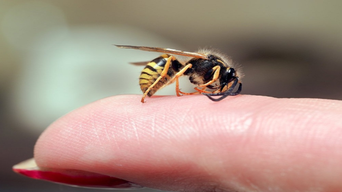 Татко и син од Америка починале по убоди од оси