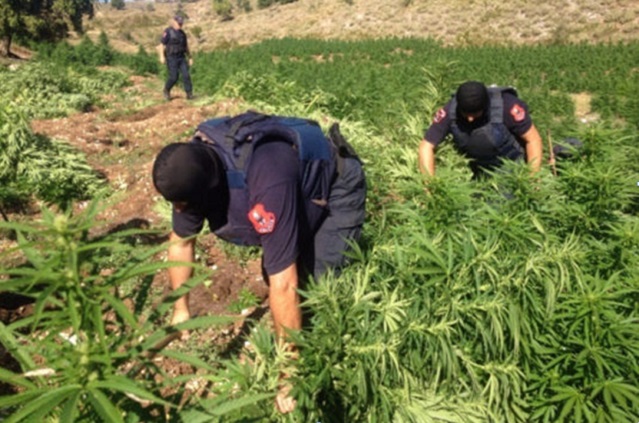 За десет месеци албанската полиција уништила над 200.000 стебла марихуана