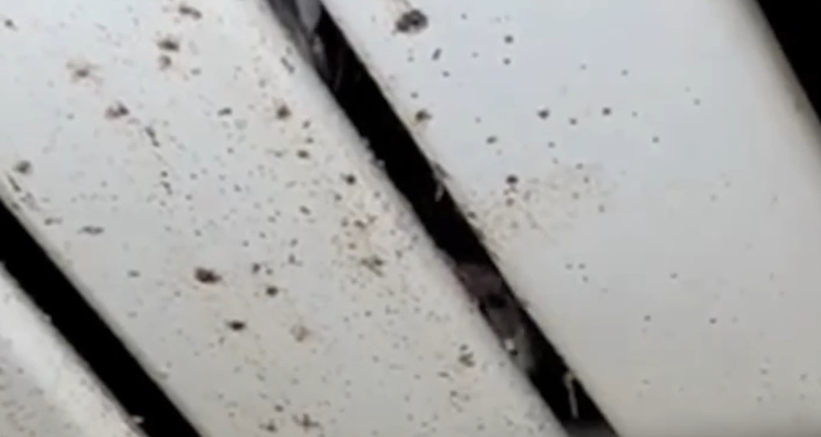 Глувци шетаат на таванот во тоалетот на студентскиот дом “Пелагонија”