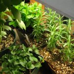 Шмекот на зачинските билки