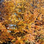 ДЕНЕСКА СОНЧЕВО, УТРЕ МАГЛИВО