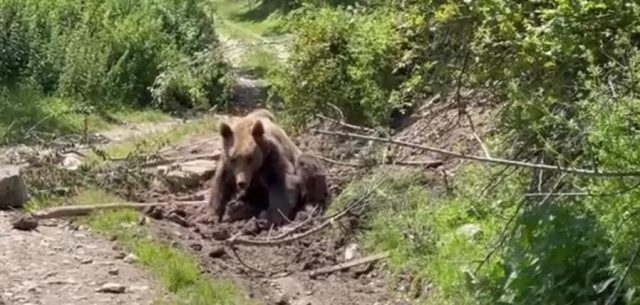 Мечка нападна маж во прилепско