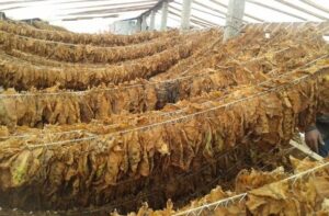 Почнува откупот на тутунот