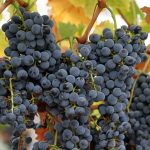 Диета со грозје е најдобриот метод за вишок килограми во есен