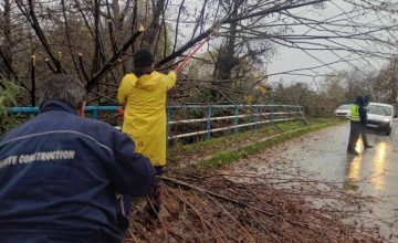 Скршени дрвја и гранки на повеќе локации од силниот јужен ветер