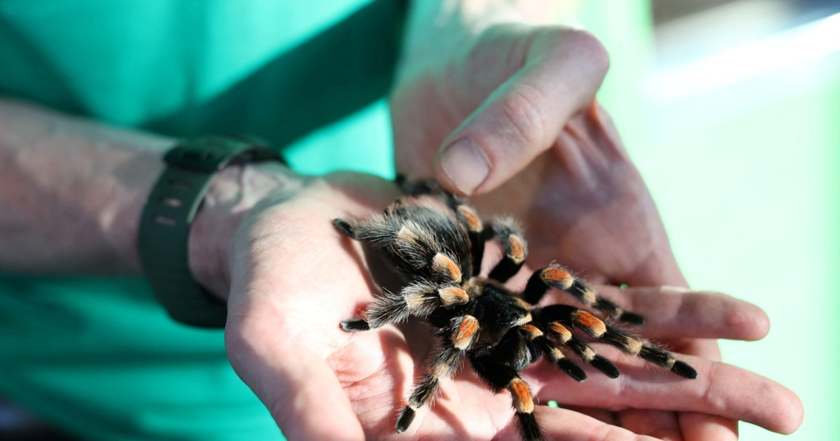 Најголемата пајажина на светот во пештера меѓу Грција и Албанија