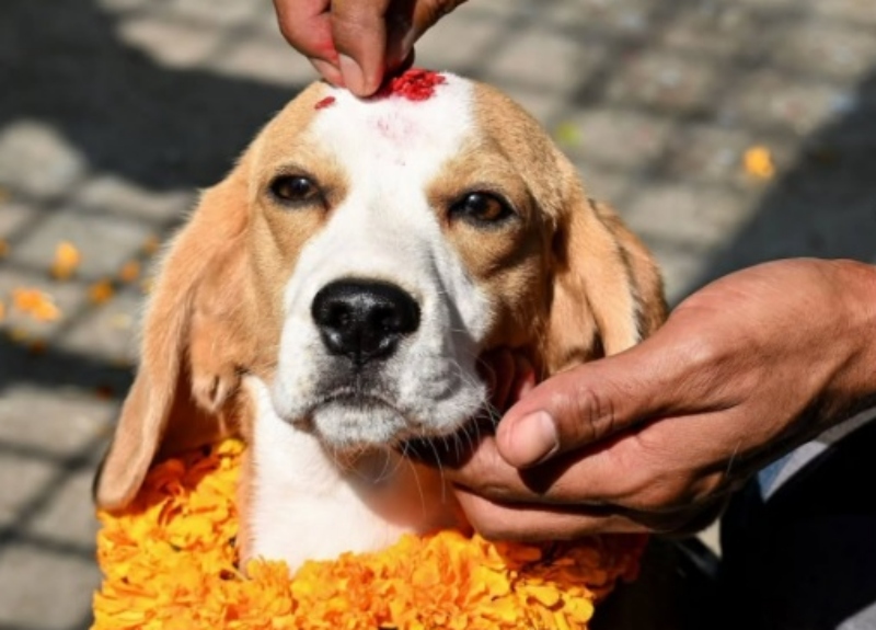 Фестивал на кучињата во земјата каде што се најпочитувани