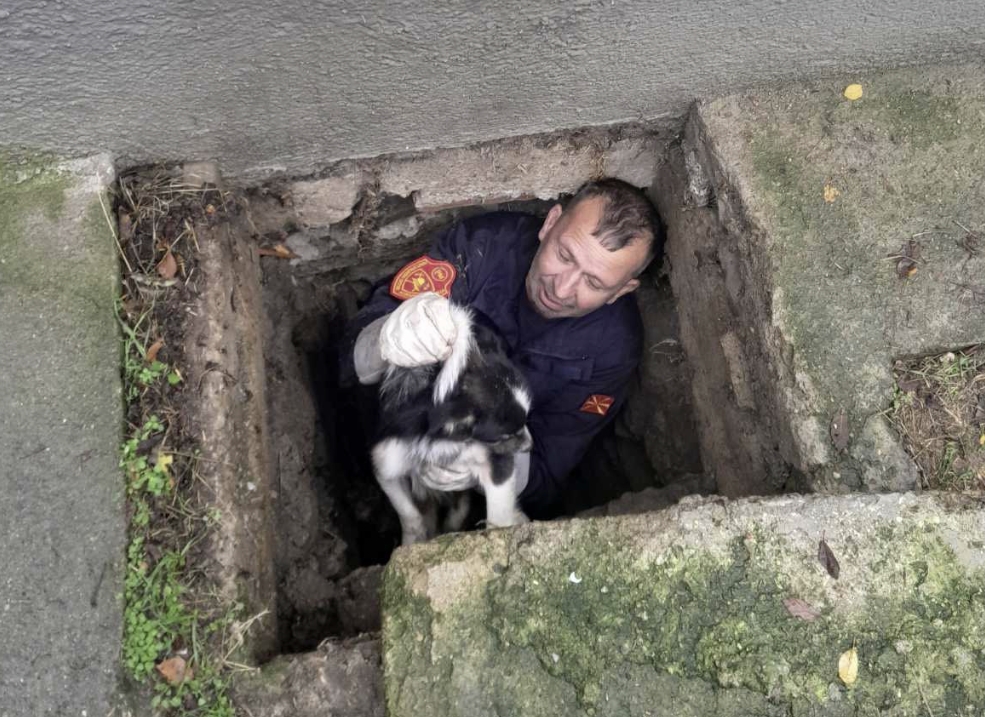 Пожарникарите спасија куче кое паднало во шахта во двор на основно училиште во Старо Нагоричане