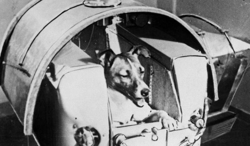 Дали знаете што навистина се случи со Лајка – првото куче во вселената?