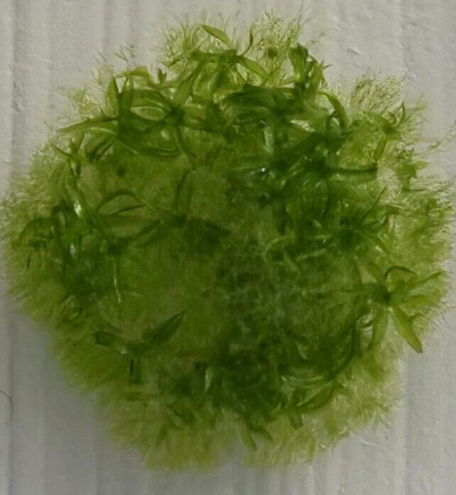 Магичниот мов на Месечината: Овој скромен растителен шампион преживеа 9 месеци во смртоносниот вакуум на вселената и ѝ пркоси на науката