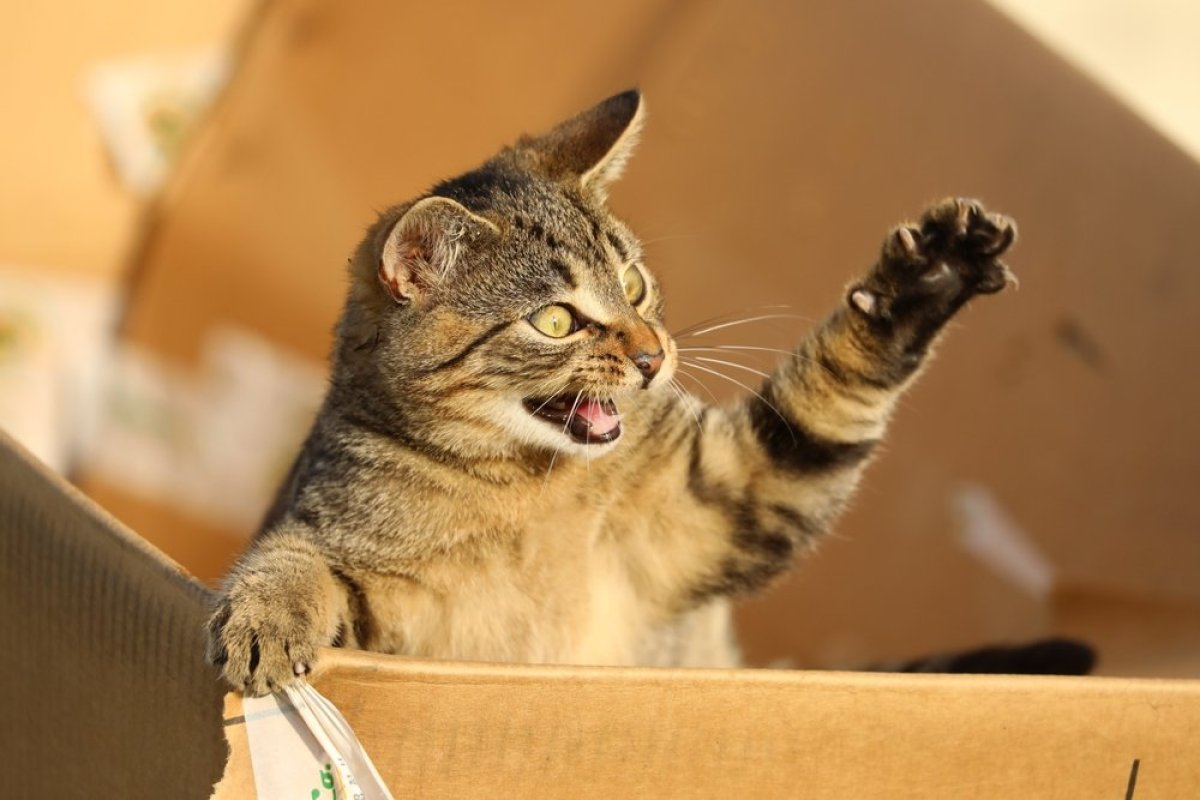 Вашата мачка постојано мјаука навечер или ви носи „подароци“? Ова однесување има своја причина, не ја казнувајте