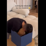 Видео: Момент на чиста детска среќа: Погледнете ја реакцијата на ова момче кога добива куче