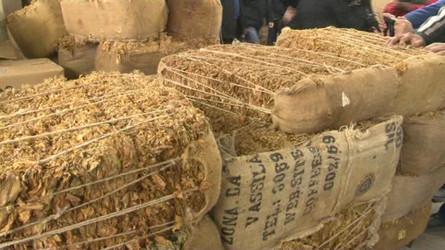 Почнува откупот на тутунот во Тутунски комбинат Прилеп