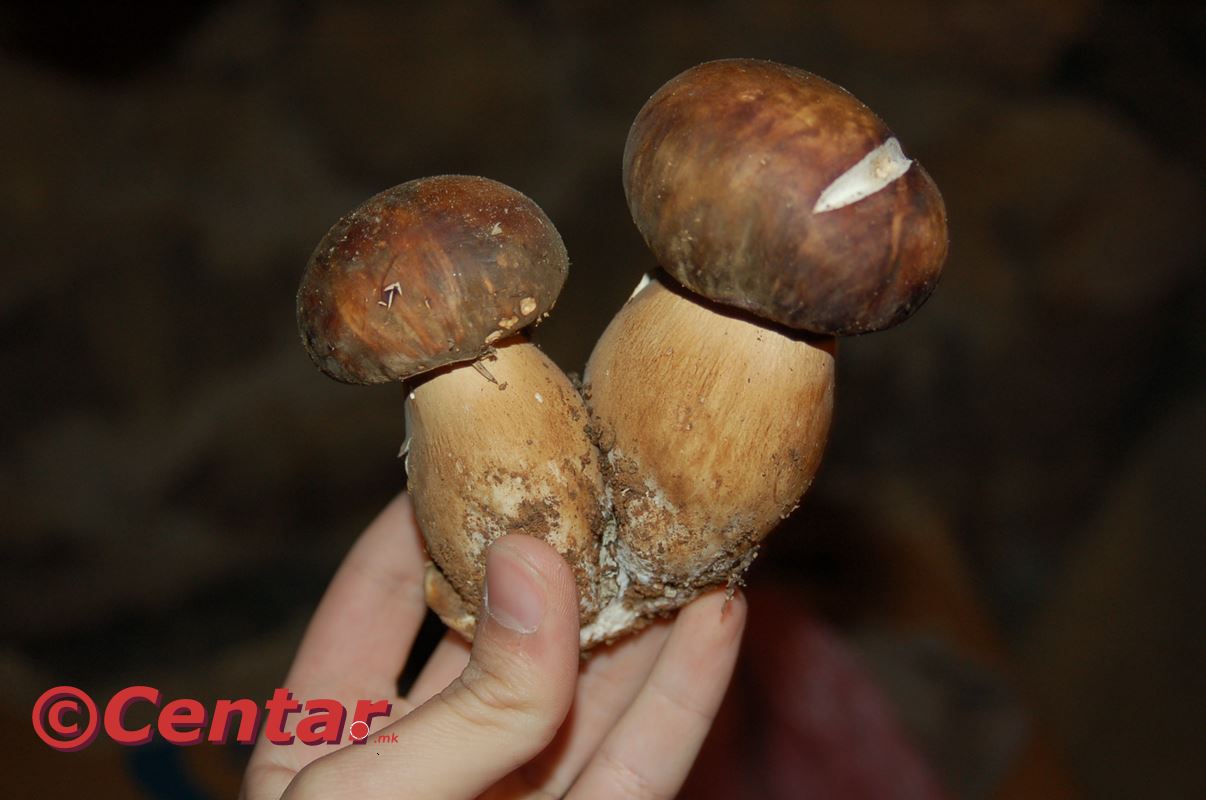 Есенската „златна жетва“: вргањ, шумската акција што носи чиста заработка