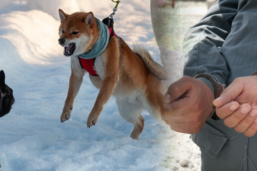 Уапсени девет лица во Битолско кои организирале нелегални борби со кучиња, следува кривична пријава за „мачење животни“