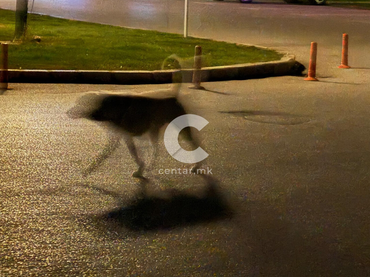 Куче уби деветмесечно бебе во Велика Британија