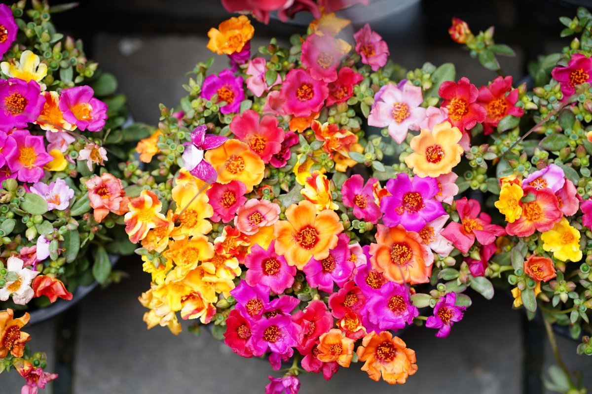 Цвет кој носи среќа и успех во секоја куќа: Цвета дури и во ноември (ФОТО)