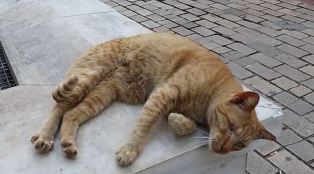 Маж казнет со 1,7 милиони евра во Грција поради суровост кон животни