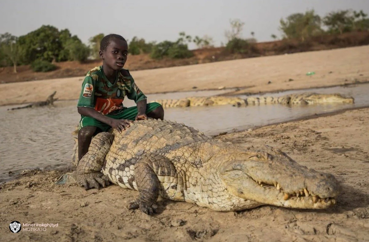 Како едно африканско племе ги припитомило крокодилите и сега опасните ѕверови им се миленици