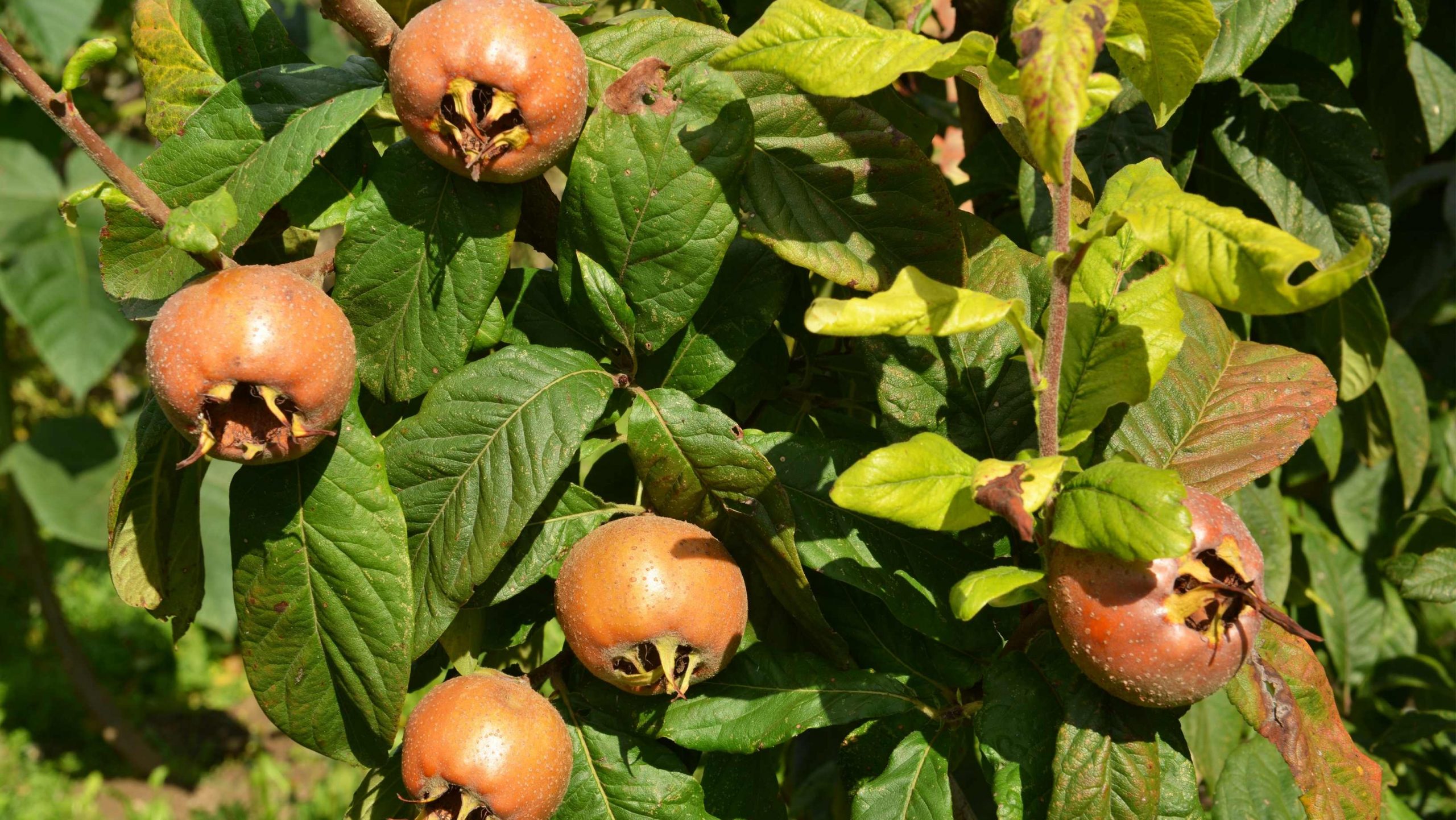 Зошто треба максимално да го искористиме периодот на МУШМУЛИТЕ?