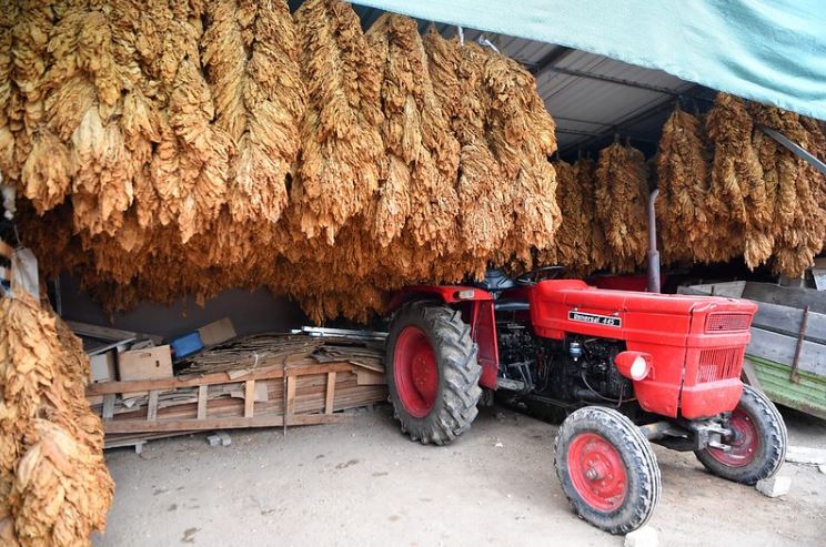 Фатени крадци на тутун во Струмичко – направиле штета од 505.000 денари