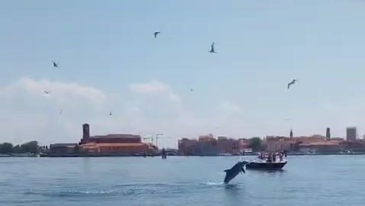 Делфинот Мимо не сака да го напушти центарот на Венеција