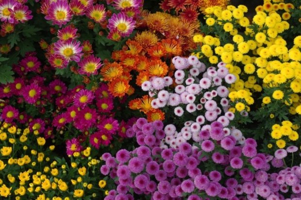 Хризантема – кралица на есенските денови