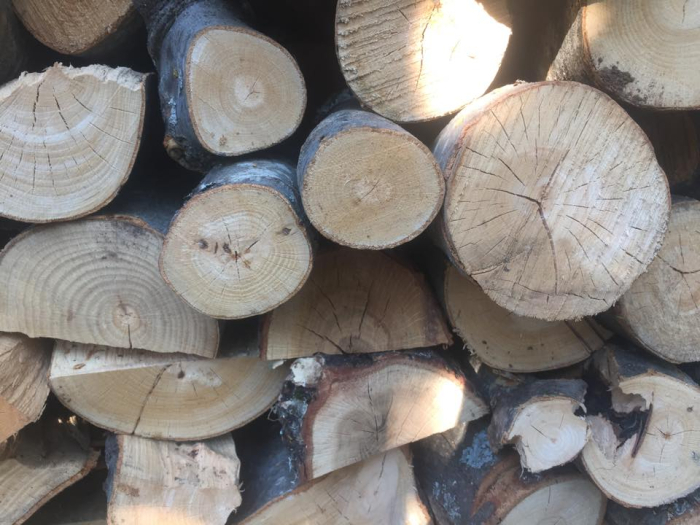 Намалено вкупното производство на шумски производи во државните шуми