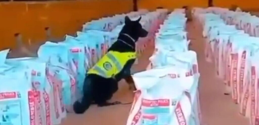 ВИДЕО: Во Колумбија запленети рекордни 14 тони кокаин