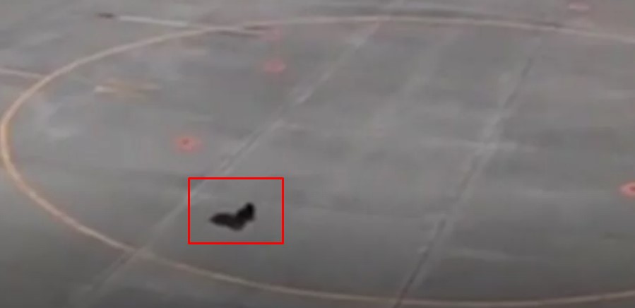 ВИДЕО Необичен случај: Мечка затвори аеродром во Јапонија