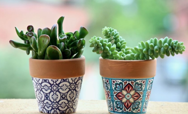 Саксии што ги уништуваат растенијата