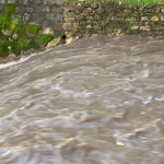 ДРАГОРОТ СЕ ПОЛНИ, ШЕМНИЦА СЕ ИЗЛЕА