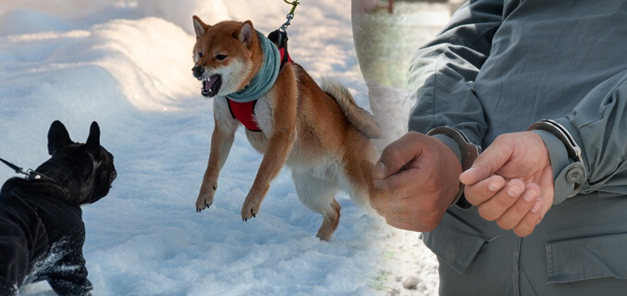 Уапсени девет лица во Битолско кои организирале нелегални борби со кучиња, следува кривична пријава за „мачење животни“