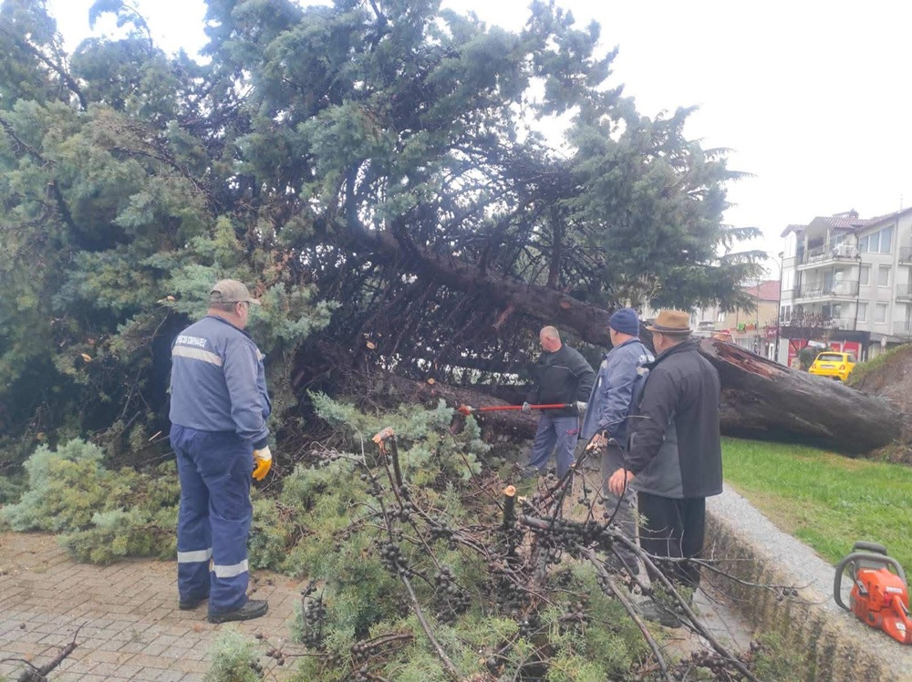 Силен ветер урна дрво на Кеј Македонија во Охрид – екипите на „Комуналец“ веднаш интервенираа