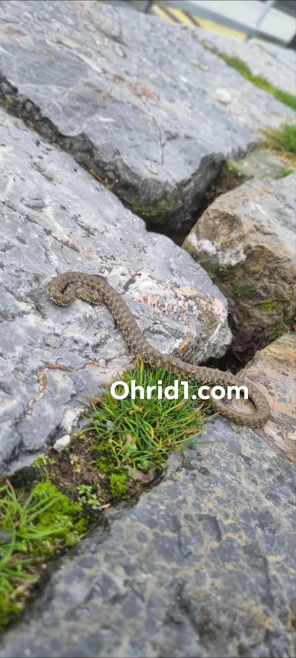 (ФОТО) Змија крај брегот на езерото