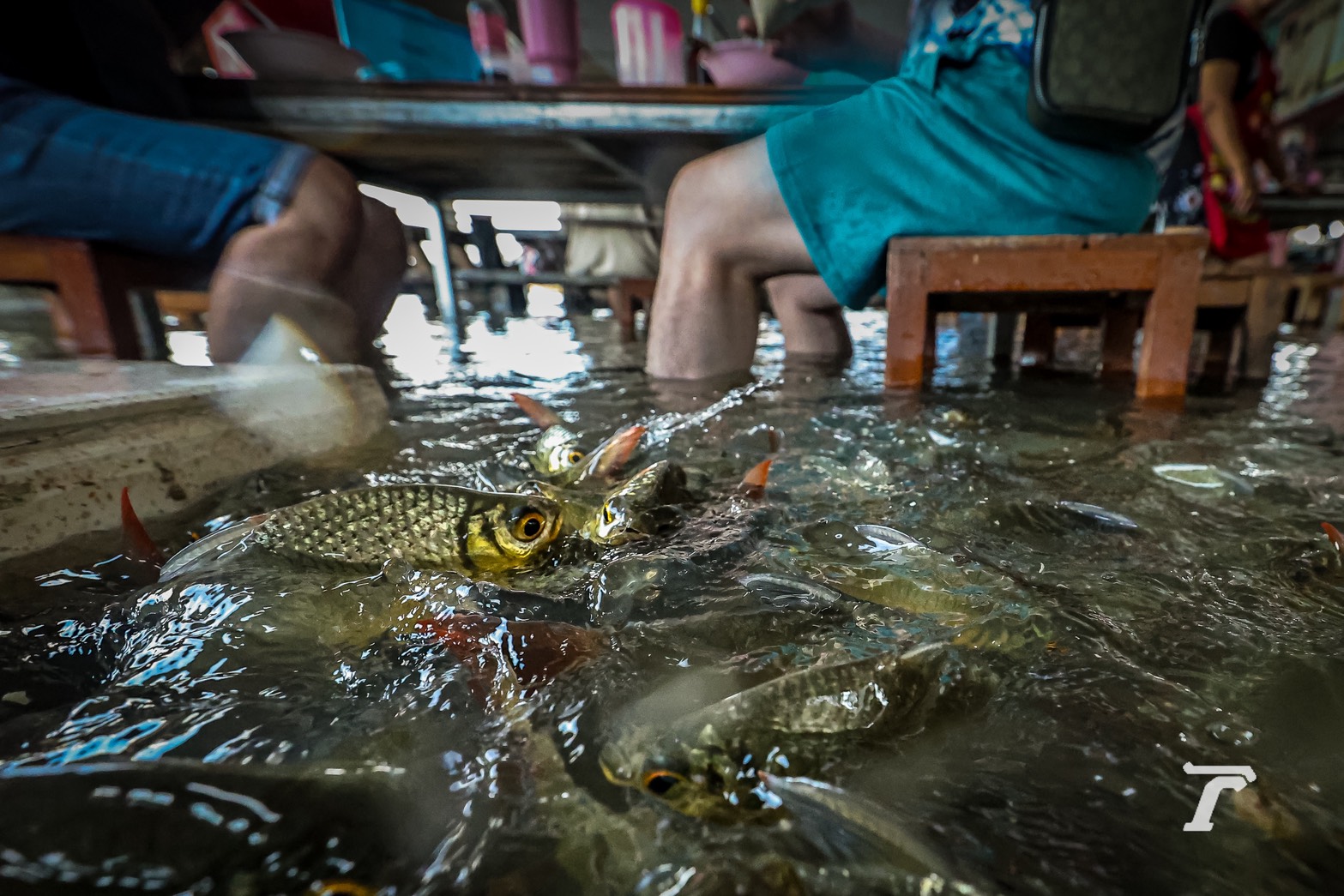 Поплавен ресторан стана атракција: Додека гостите ручаат, риби им пливаат под нозете (ВИДЕО)