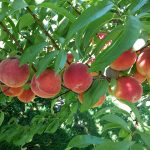 Овоштарство: Календар за месец Ноември