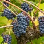 Светското производство на вино е ограничено од екстремни временски услови