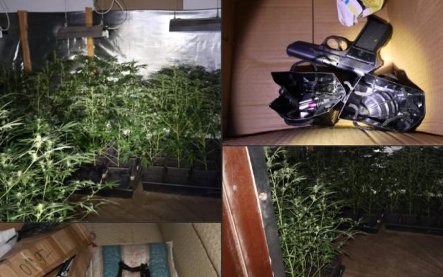 Охриѓанец фатен со цел арсенал оружје и 488 стебла канабис