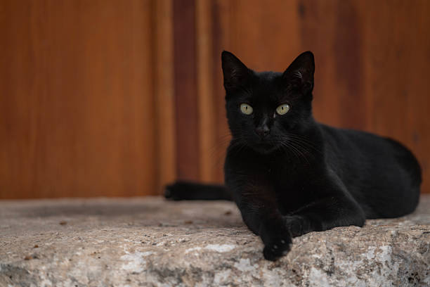 Мачкарите сега се и шизофреници?