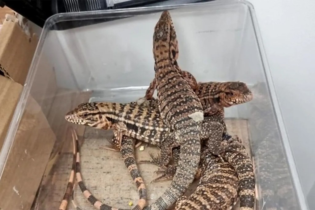 Израелец се обидел да прошверцува речиси 200 егзотични животни на аеродромот во Тел Авив – вредноста се брои во илјадници евра