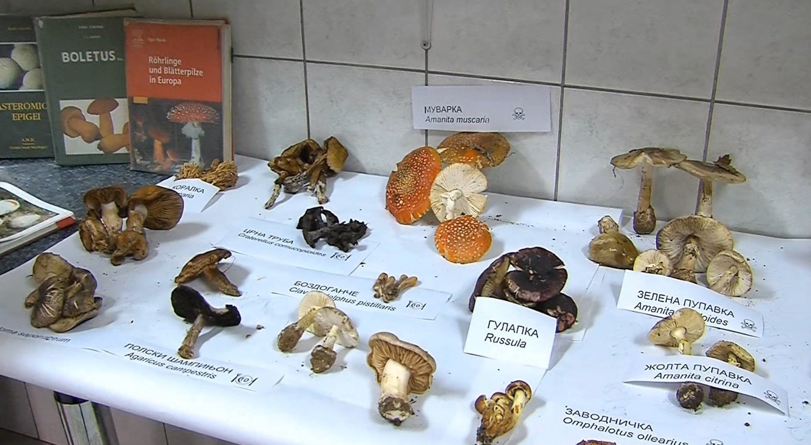 Токсиколозите со предупредување – во сезоната на печурки внимавајте какви плодови собирате!