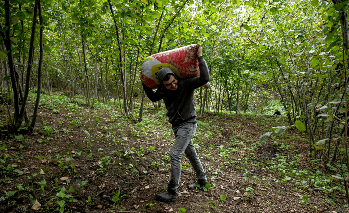 ЌЕ ОСТАНЕ ЛИ НУТЕЛА БЕЗ ЛЕШНИЦИ: По слабите приноси во Турција, цената достигна астрономски 18.000 долари по тон