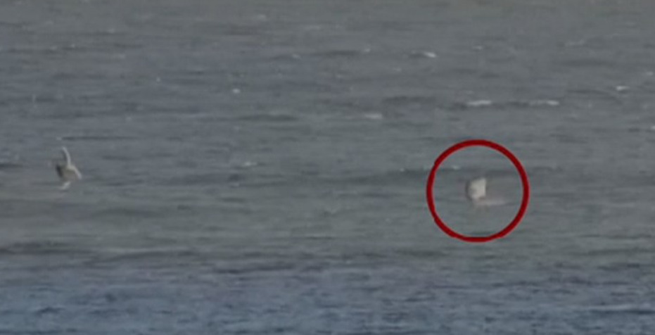 (Видео) „Мислев дека ова е крајот“: австралиски сурфер нападнат од ајкула, камерите снимиле се